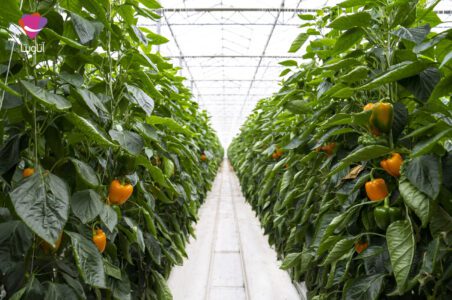 به گزارش پایگاه خبری گام اقتصادی، رئیس اتحادیه گلخانه‌داران استان اصفهان با بیان این مطلب گفت: بانک کشاورزی با متقاضیان فراوانی که بخش مولد کشورمحسوب می‌شوند و تامین امنیت غذایی در دست آنهاست مواجه است، بنابراین هرچه سرمایه این بانک افزایش یابد بی‌تردید سطح تسهیلات‌دهی به فعالان این حوزه برای توسعه تولید محصولات کشاورزی نیز بیشتر می‌شود.