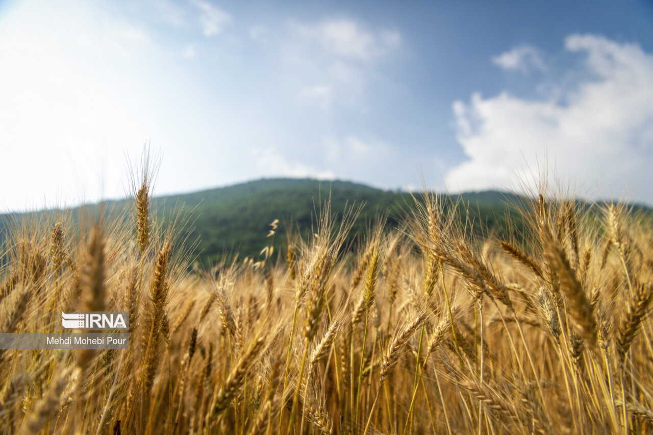 با استفاده از منابع مالیاتی برای تامین امنیت غذایی کشور در دولت سیزدهم