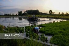 طلای جهانی آماده پرواز شد
