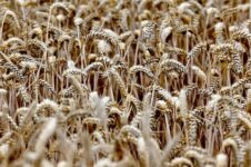 قیمت جهانی مواد غذایی اندکی کاهش یافت