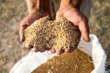 پیش‌بینی تحقق ۸۰ درصدی برنامه تولید بذر گواهی شده گندم