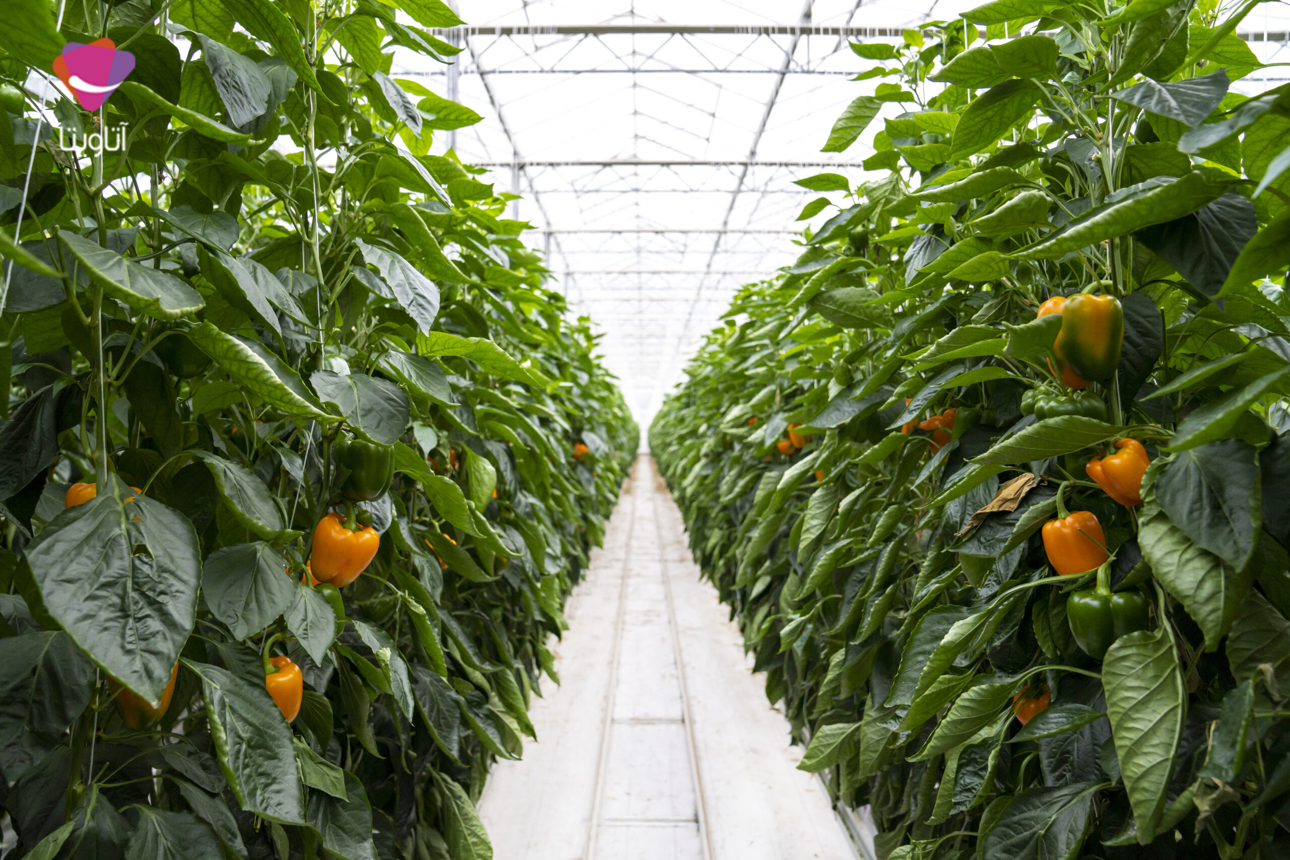 به گزارش پایگاه خبری گام اقتصادی، رئیس اتحادیه گلخانه‌داران استان اصفهان با بیان این مطلب گفت: بانک کشاورزی با متقاضیان فراوانی که بخش مولد کشورمحسوب می‌شوند و تامین امنیت غذایی در دست آنهاست مواجه است، بنابراین هرچه سرمایه این بانک افزایش یابد بی‌تردید سطح تسهیلات‌دهی به فعالان این حوزه برای توسعه تولید محصولات کشاورزی نیز بیشتر می‌شود.